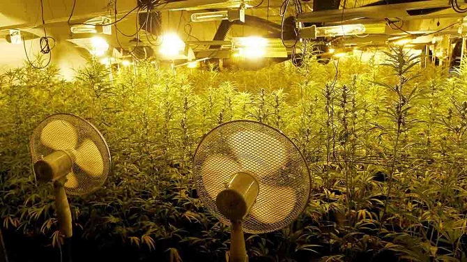 Imagen de archivo de una plantación de marihuana.