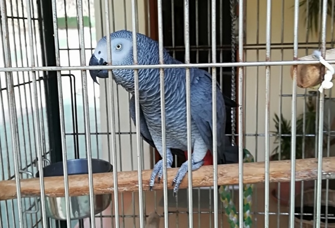 Loro gris encontrado en Calpe