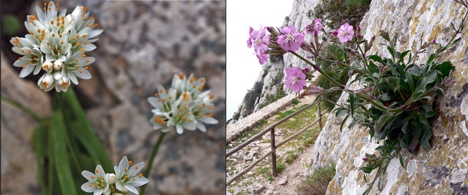 A la izqda. la flor Allium Subvillosum. A la drcha. la planta Silene hifacensis
