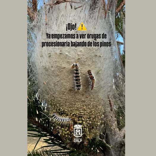 Calp alerta de la presencia de procesionaria en zonas de pinos y pide extremar la precaución