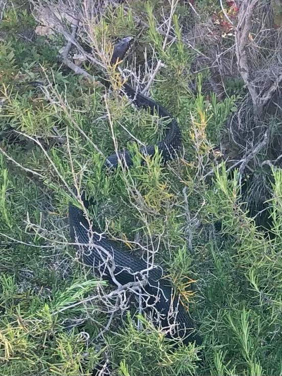 Esta es la imagen de la "serp verda" localizada en partida de  La Cometa en Calpe