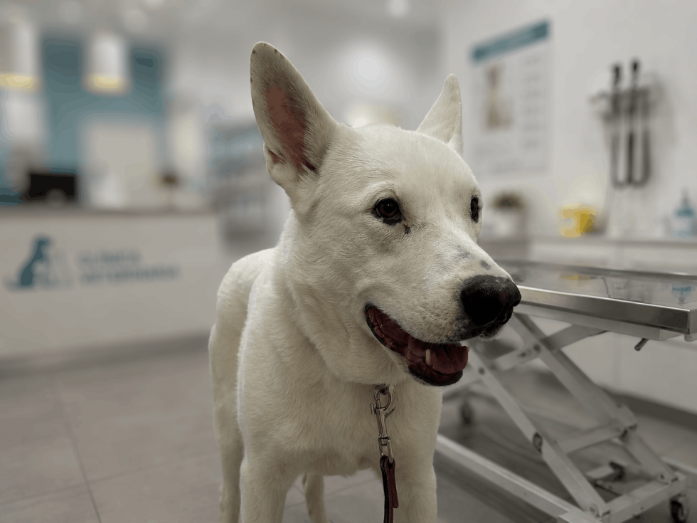 Calp pone en marcha un nuevo servicio integral de atención veterinaria y protección animal