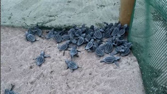 El regreso de las tortugas marinas a las playas valencianas impulsa una campaña de sensibilización ciudadana