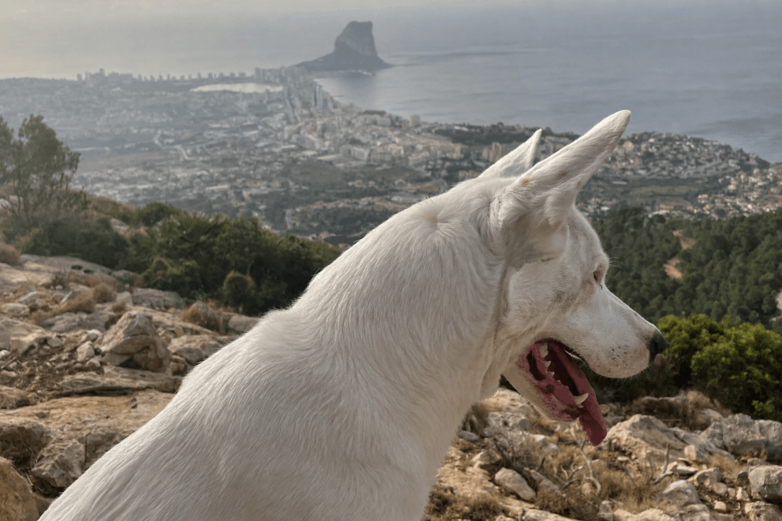 perro oltà calp