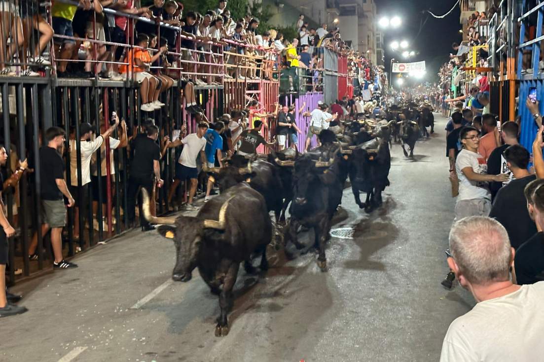 La Paloma se corona en les ‘Nits de Concurs’ dels Bous al Carrer de Calp y hace doblete con la mejor vaca