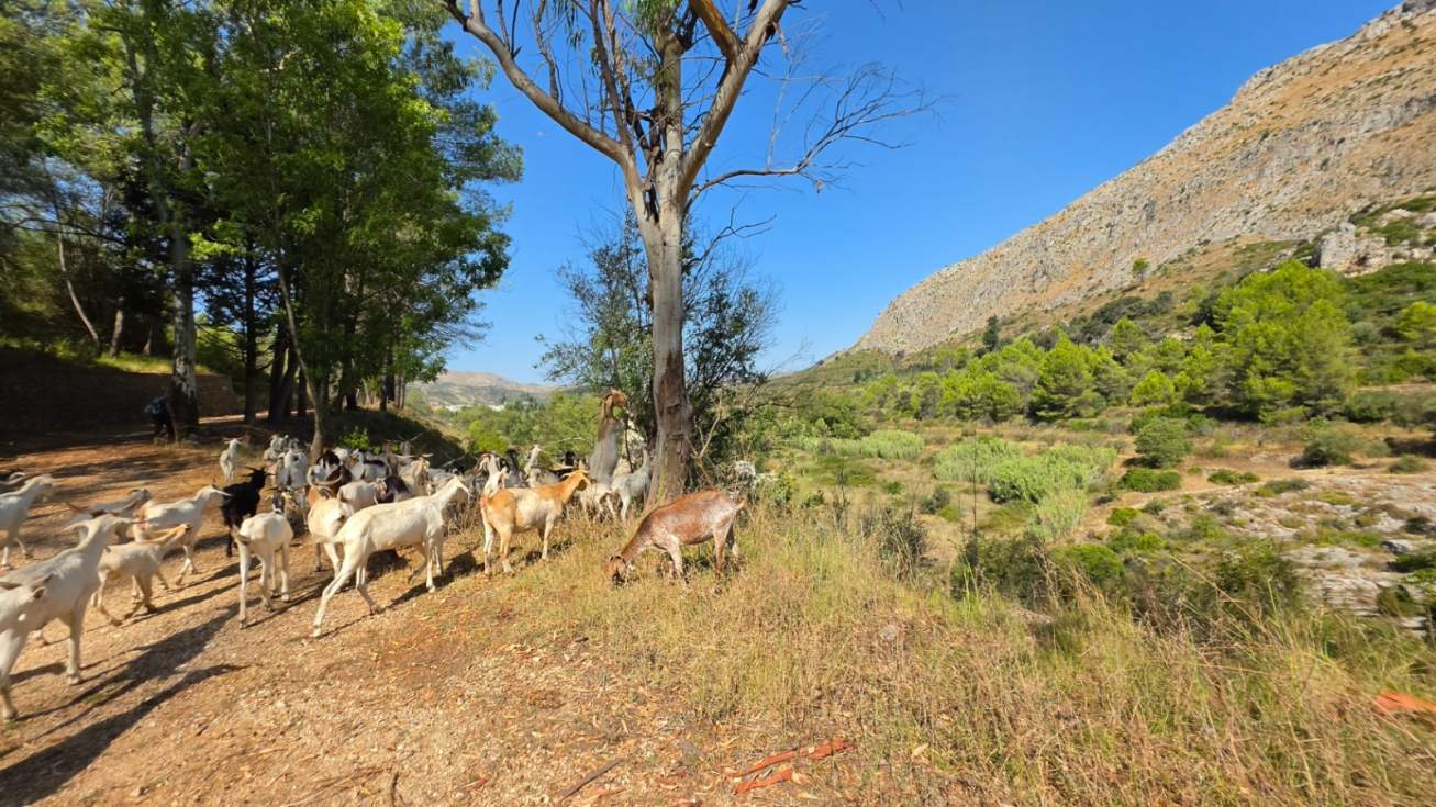 La Generalitat triplica las ayudas a la ganadería extensiva para prevenir incendios y alcanza los 500.000 euros