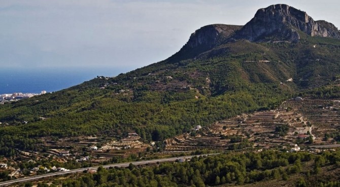 Los pinos de Oltà podrían estar afectados por una plaga de barrenillos